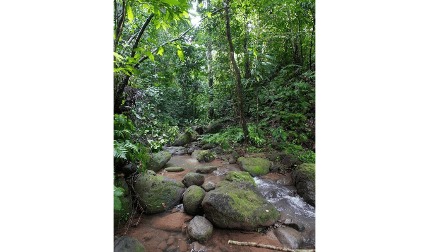 Portalón, Quepos, 60602, ,Land,For Sale,Portalón,1138