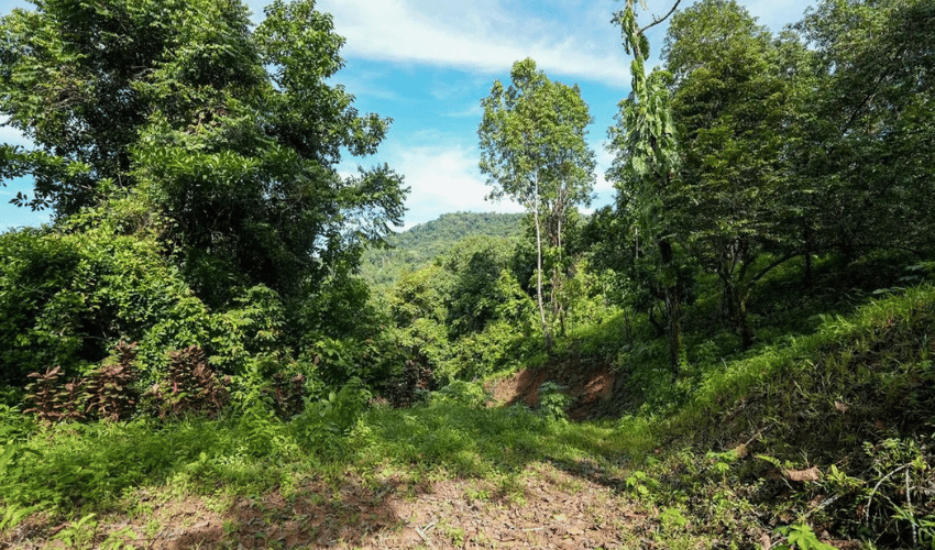 Portalón, Quepos, 60602, ,Land,For Sale,Portalón,1138