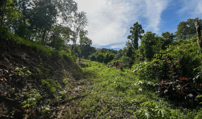 Portalón, Quepos, 60602, ,Land,For Sale,Portalón,1138