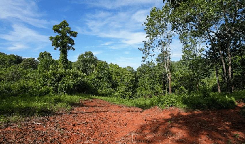 Portalón, Quepos, 60602, ,Land,For Sale,Portalón,1138