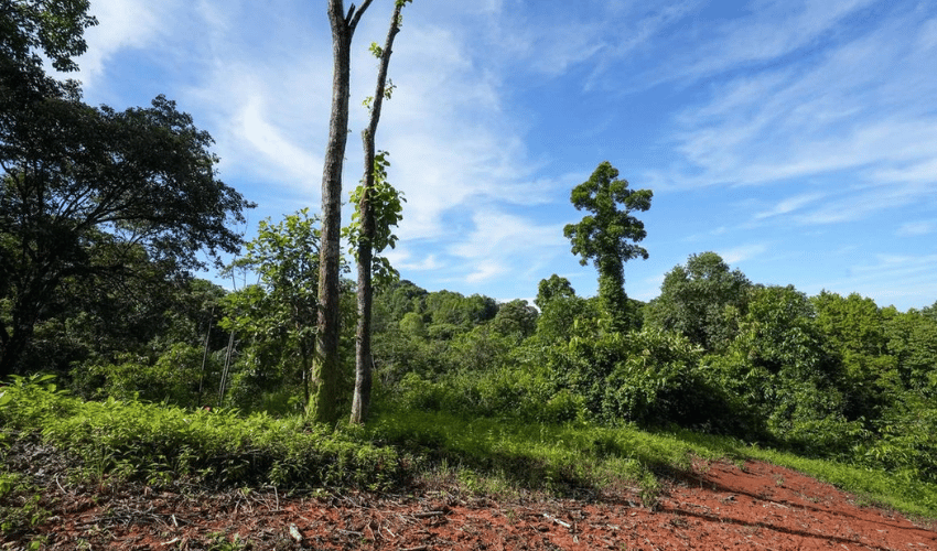 Portalón, Quepos, 60602, ,Land,For Sale,Portalón,1138