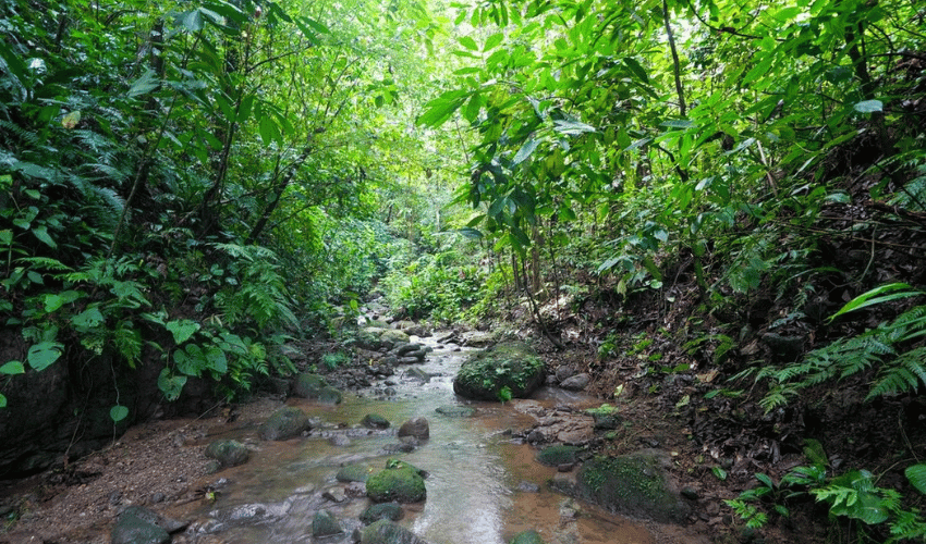 Portalón, Quepos, 60602, ,Land,For Sale,Portalón,1138