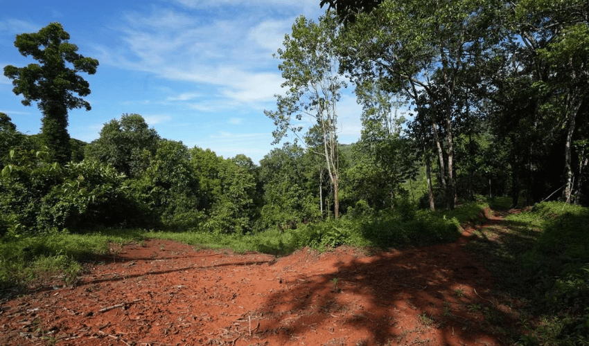 Portalón, Quepos, 60602, ,Land,For Sale,Portalón,1138