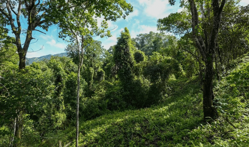 Portalón, Quepos, 60602, ,Land,For Sale,Portalón,1138