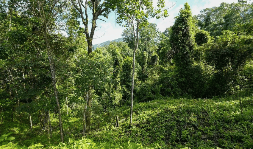 Portalón, Quepos, 60602, ,Land,For Sale,Portalón,1138