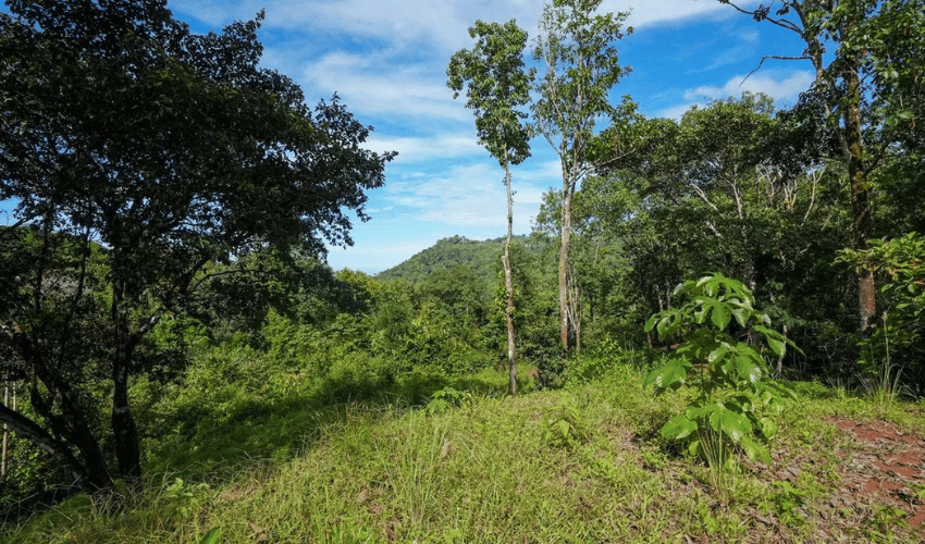 Portalón, Quepos, 60602, ,Land,For Sale,Portalón,1138