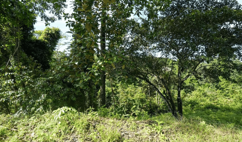 Portalón, Quepos, 60602, ,Land,For Sale,Portalón,1138