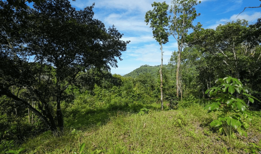 Portalón, Quepos, 60602, ,Land,For Sale,Portalón,1138