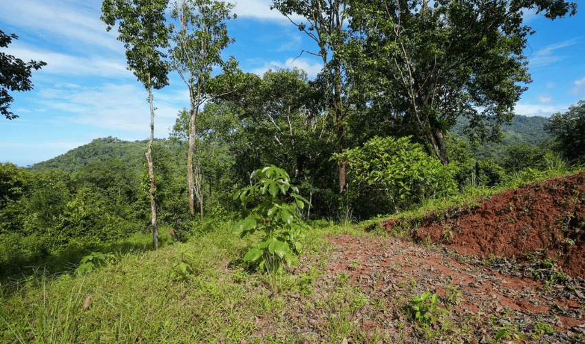 Portalón, Quepos, 60602, ,Land,For Sale,Portalón,1138