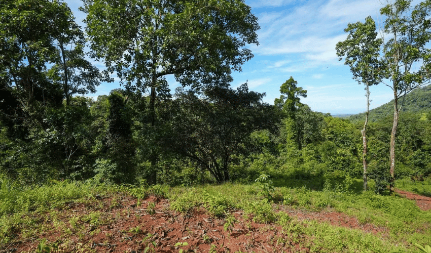 Portalón, Quepos, 60602, ,Land,For Sale,Portalón,1138