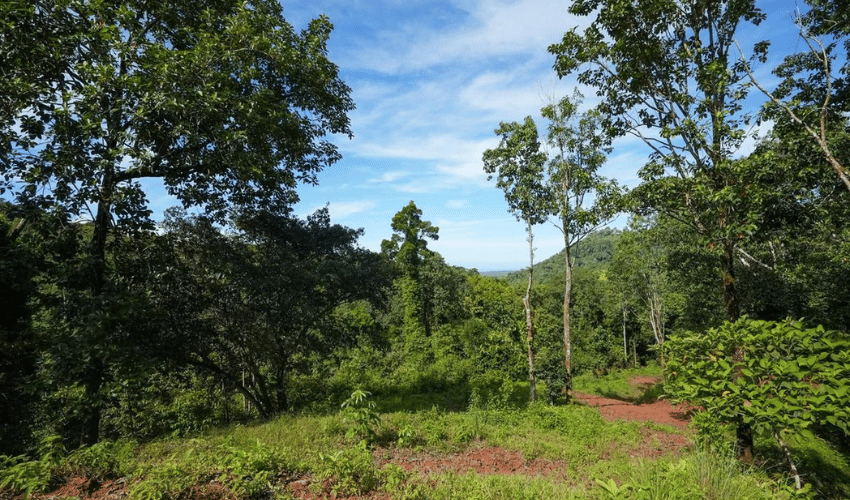 Portalón, Quepos, 60602, ,Land,For Sale,Portalón,1138