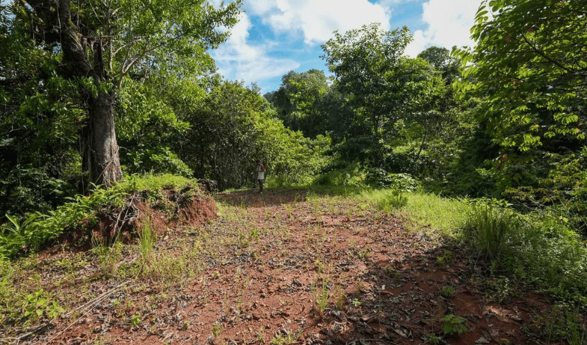 Portalón, Quepos, 60602, ,Land,For Sale,Portalón,1138