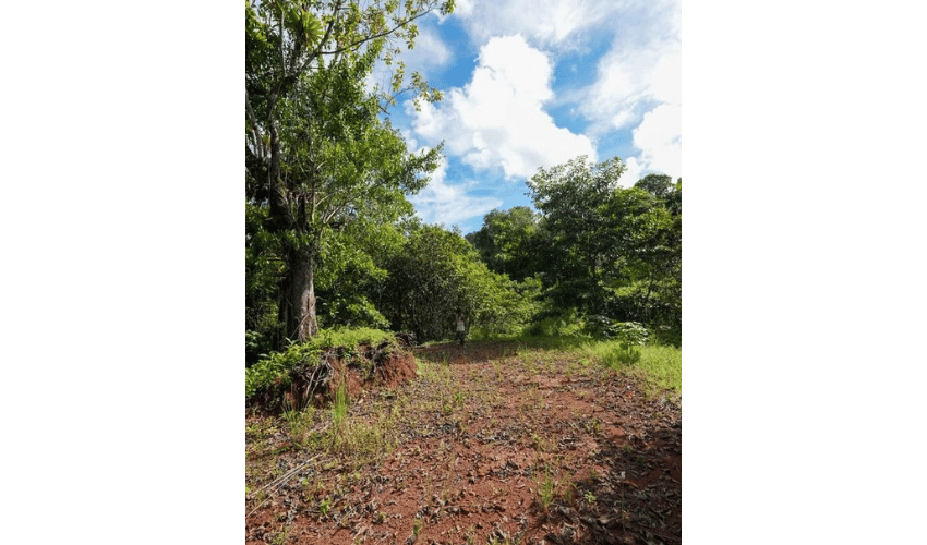 Portalón, Quepos, 60602, ,Land,For Sale,Portalón,1138