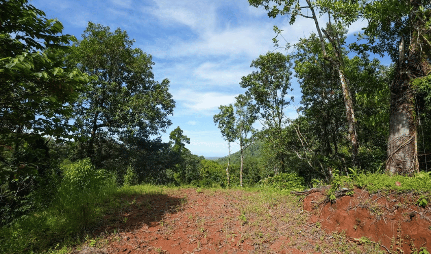 Portalón, Quepos, 60602, ,Land,For Sale,Portalón,1138