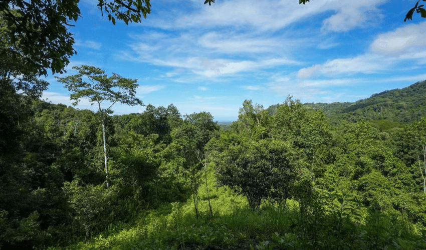 Portalón, Quepos, 60602, ,Land,For Sale,Portalón,1138