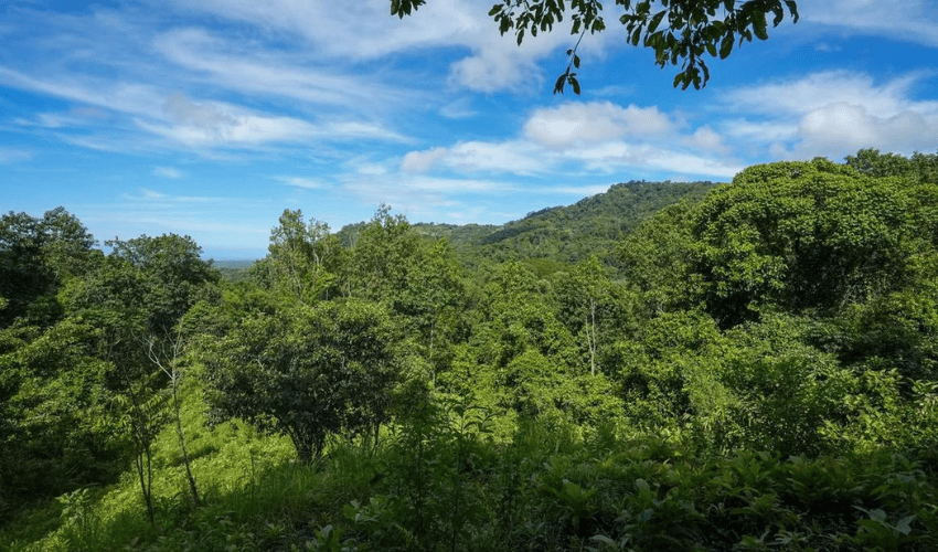 Portalón, Quepos, 60602, ,Land,For Sale,Portalón,1138