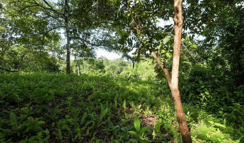 Portalón, Quepos, 60602, ,Land,For Sale,Portalón,1138