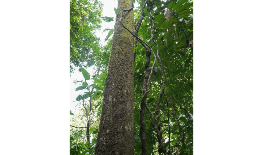 Portalón, Quepos, 60602, ,Land,For Sale,Portalón,1138