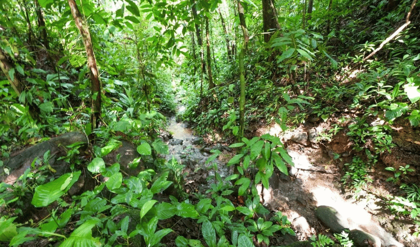 Portalón, Quepos, 60602, ,Land,For Sale,Portalón,1138