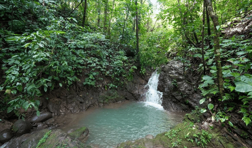 Portalón, Quepos, 60602, ,Land,For Sale,Portalón,1138