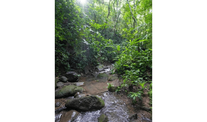 Portalón, Quepos, 60602, ,Land,For Sale,Portalón,1138