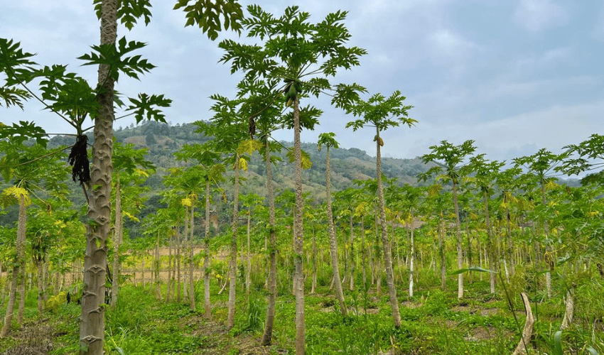 Pacuar, Perez Zeledon, 11909, ,Land,For Sale,Pacuar,1141