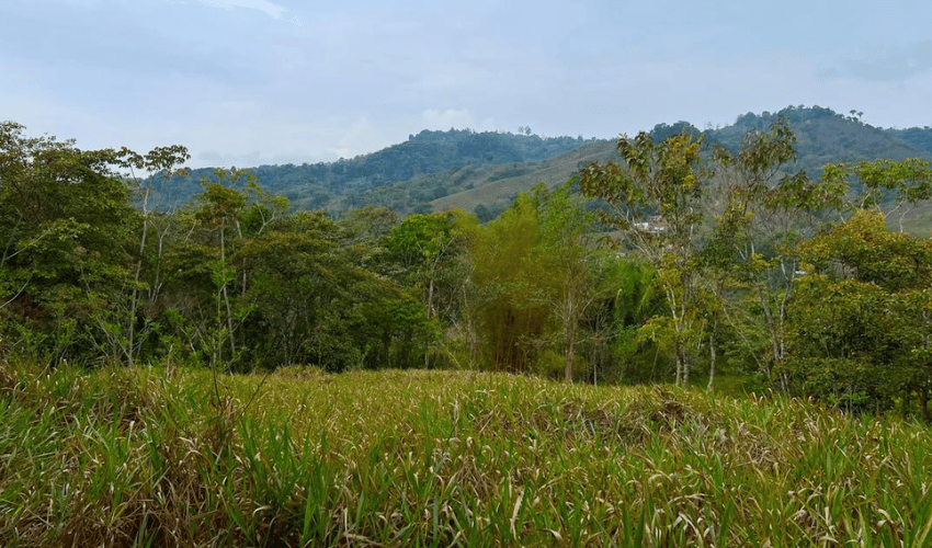 Pacuar, Perez Zeledon, 11909, ,Land,For Sale,Pacuar,1141