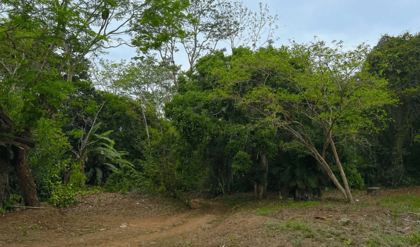 Pacuar, Perez Zeledon, 11909, ,Land,For Sale,Pacuar,1141