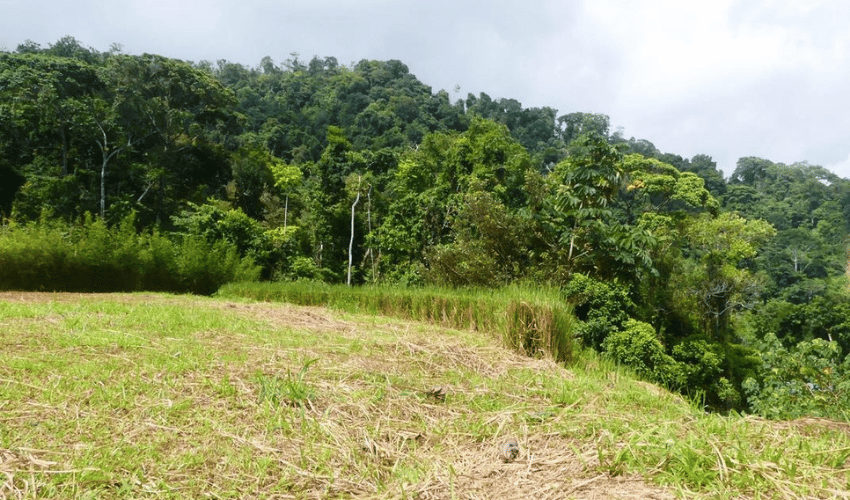 Portalon, Quepos, 60602, ,Land,For Sale,Portalon,1142