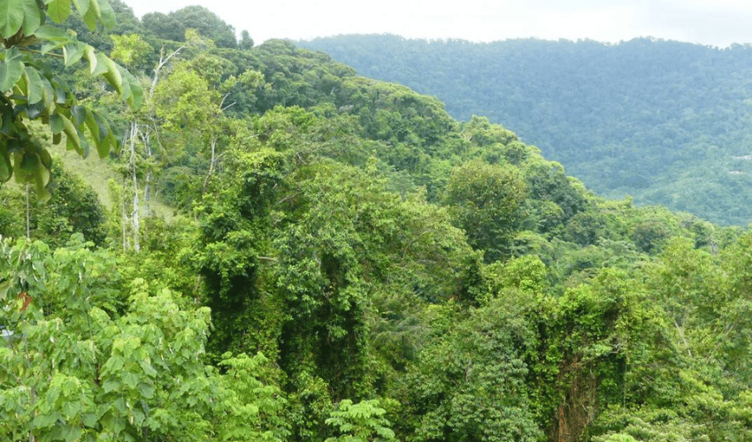 Portalon, Quepos, 60602, ,Land,For Sale,Portalon,1142