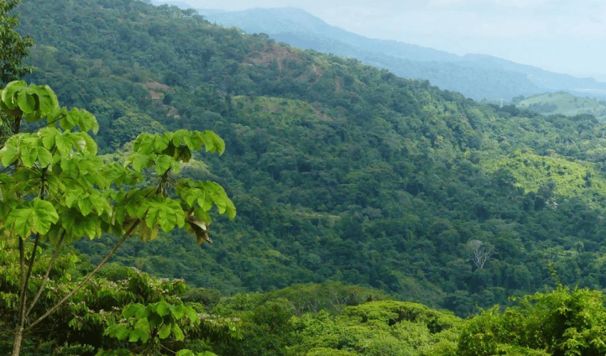 Portalon, Quepos, 60602, ,Land,For Sale,Portalon,1142