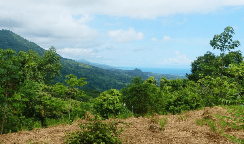 Portalon, Quepos, 60602, ,Land,For Sale,Portalon,1142