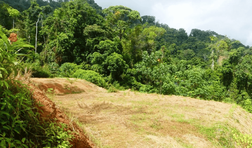 Portalon, Quepos, 60602, ,Land,For Sale,Portalon,1142