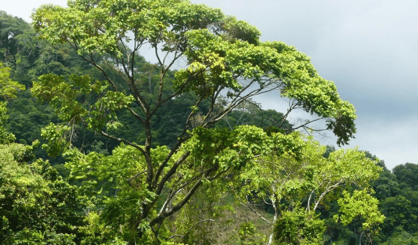 Portalon, Quepos, 60602, ,Land,For Sale,Portalon,1142