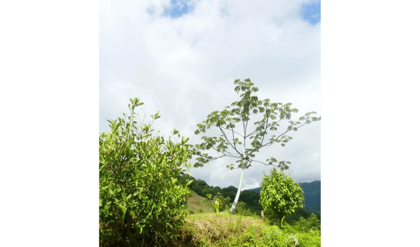 Portalon, Quepos, 60602, ,Land,For Sale,Portalon,1142