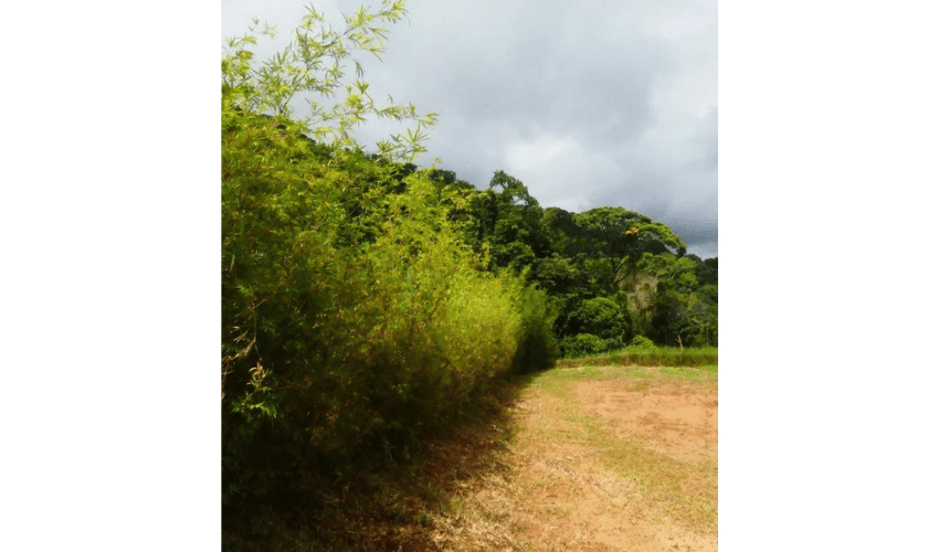 Portalon, Quepos, 60602, ,Land,For Sale,Portalon,1142