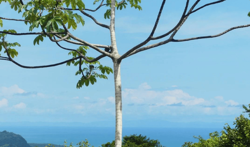 Portalon, Quepos, 60602, ,Land,For Sale,Portalon,1142