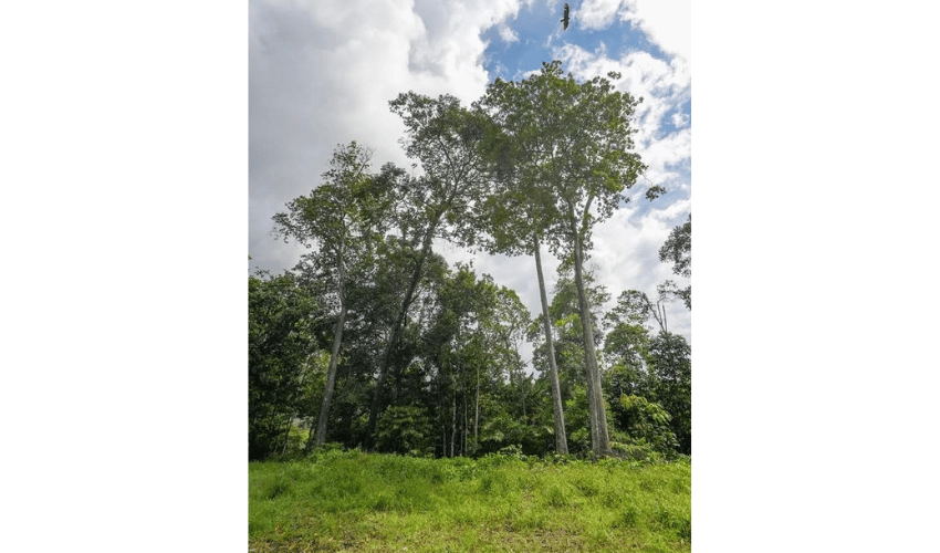 Uvita, Osa, 60504, ,Land,For Sale,Uvita,1143