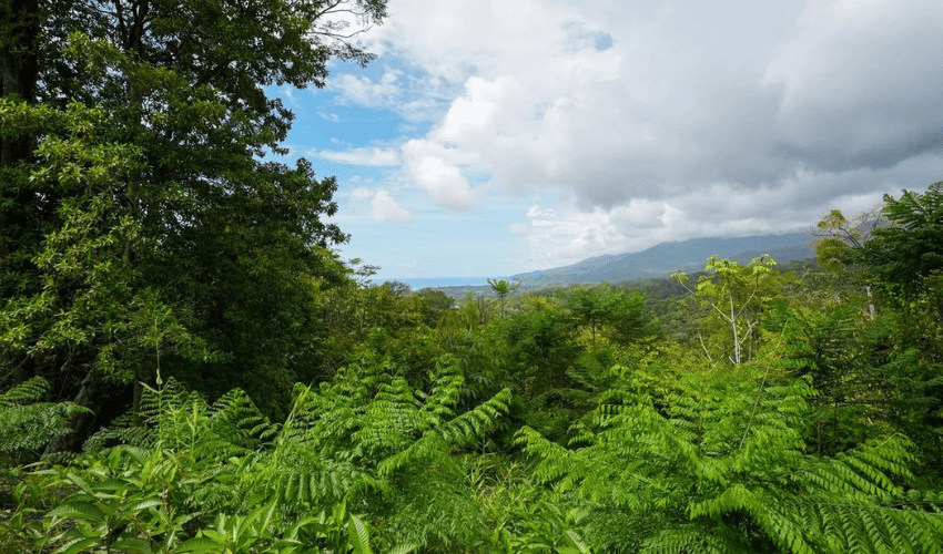 Uvita, Osa, 60504, ,Land,For Sale,Uvita,1143