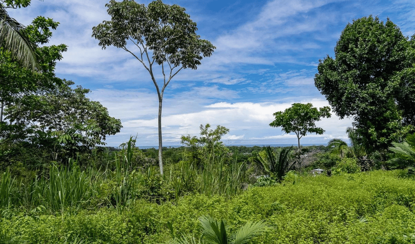 Uvita, Osa, 60504, ,Land,For Sale,Uvita,1158