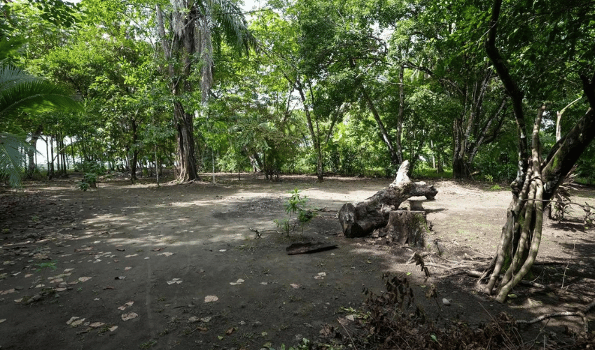 Plata Matapalo, Quepos, 11909, ,Land,For Sale,Plata Matapalo,1162