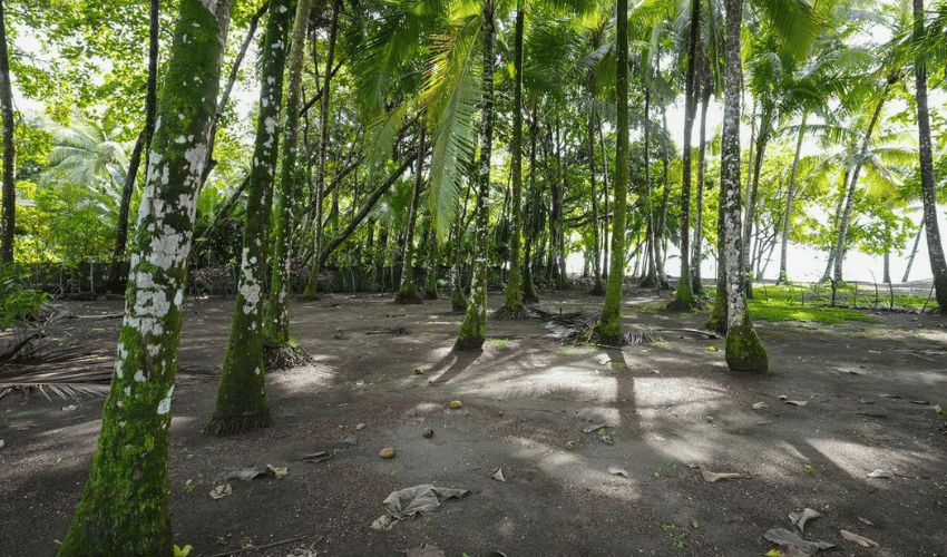 Plata Matapalo, Quepos, 11909, ,Land,For Sale,Plata Matapalo,1162