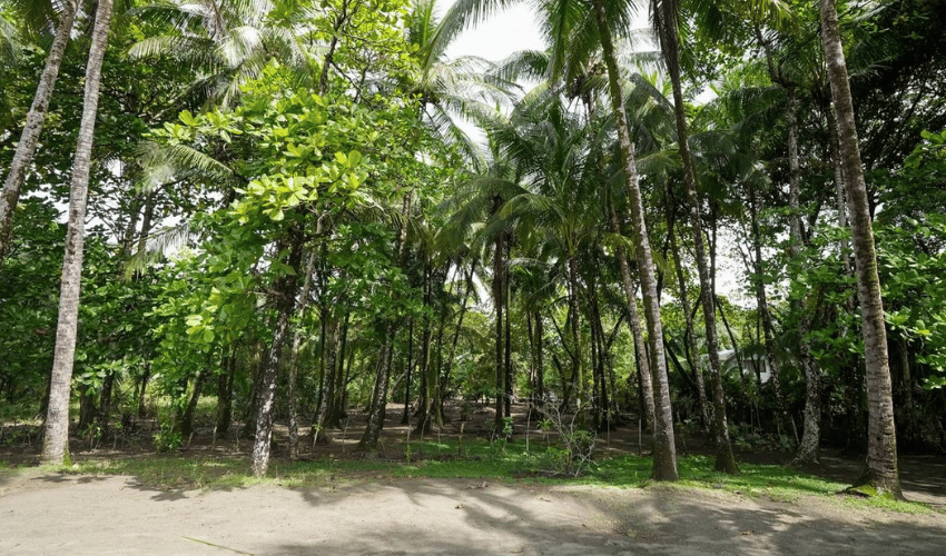 Plata Matapalo, Quepos, 11909, ,Land,For Sale,Plata Matapalo,1162