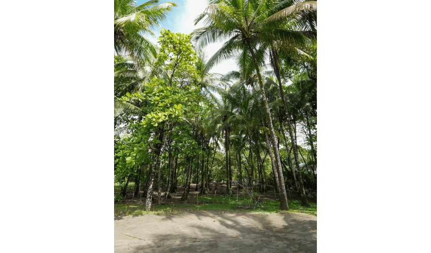 Plata Matapalo, Quepos, 11909, ,Land,For Sale,Plata Matapalo,1162