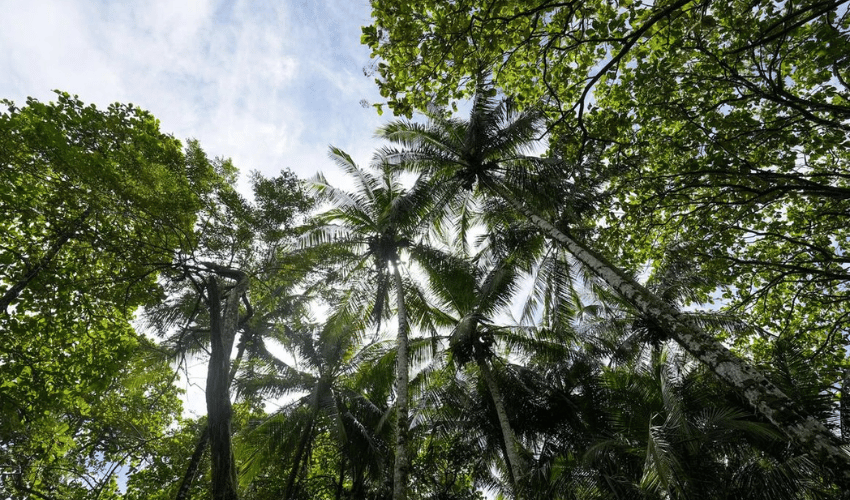 Plata Matapalo, Quepos, 11909, ,Land,For Sale,Plata Matapalo,1162