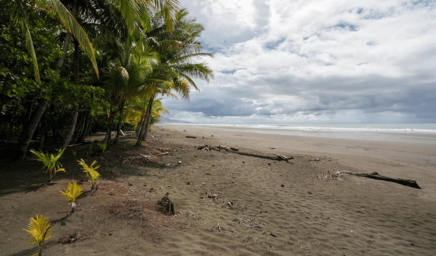 Plata Matapalo, Quepos, 11909, ,Land,For Sale,Plata Matapalo,1162