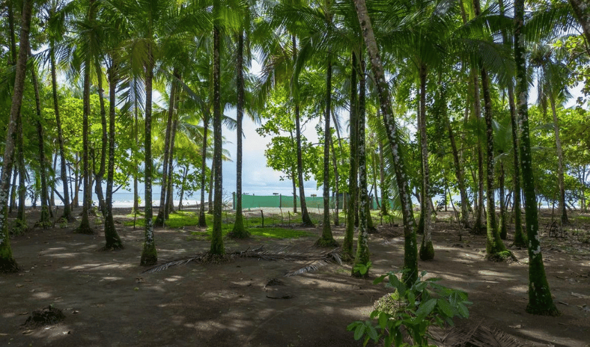 Plata Matapalo, Quepos, 11909, ,Land,For Sale,Plata Matapalo,1162