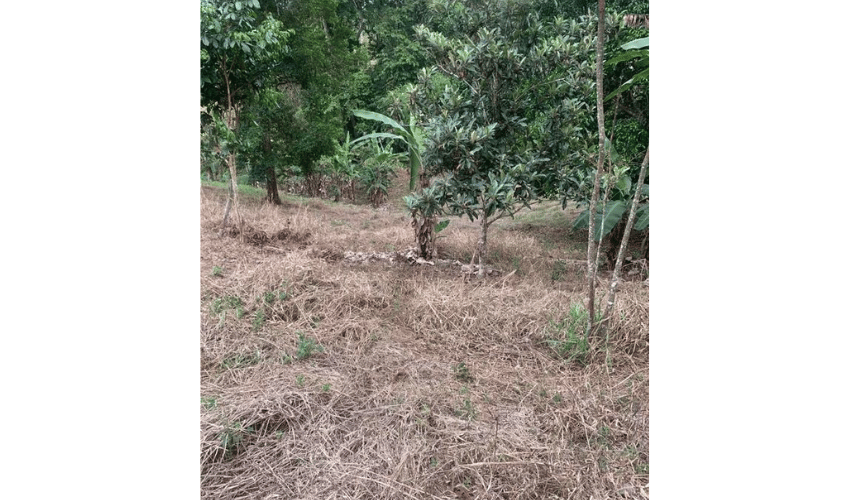 Los Reyes, Alajuela, 20105, ,Land,For Sale,Los Reyes,1168