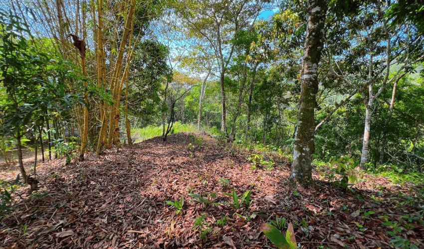 Valle del General, Perez Zeledon, 11902, ,Land,For Sale,Valle del General,1169