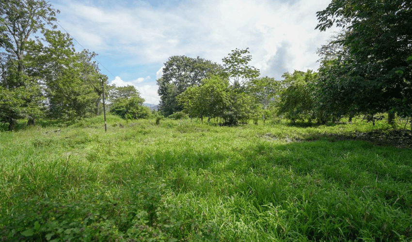 Playa Matapalo, Quepos, 60602, ,Land,For Sale,Playa Matapalo,1170